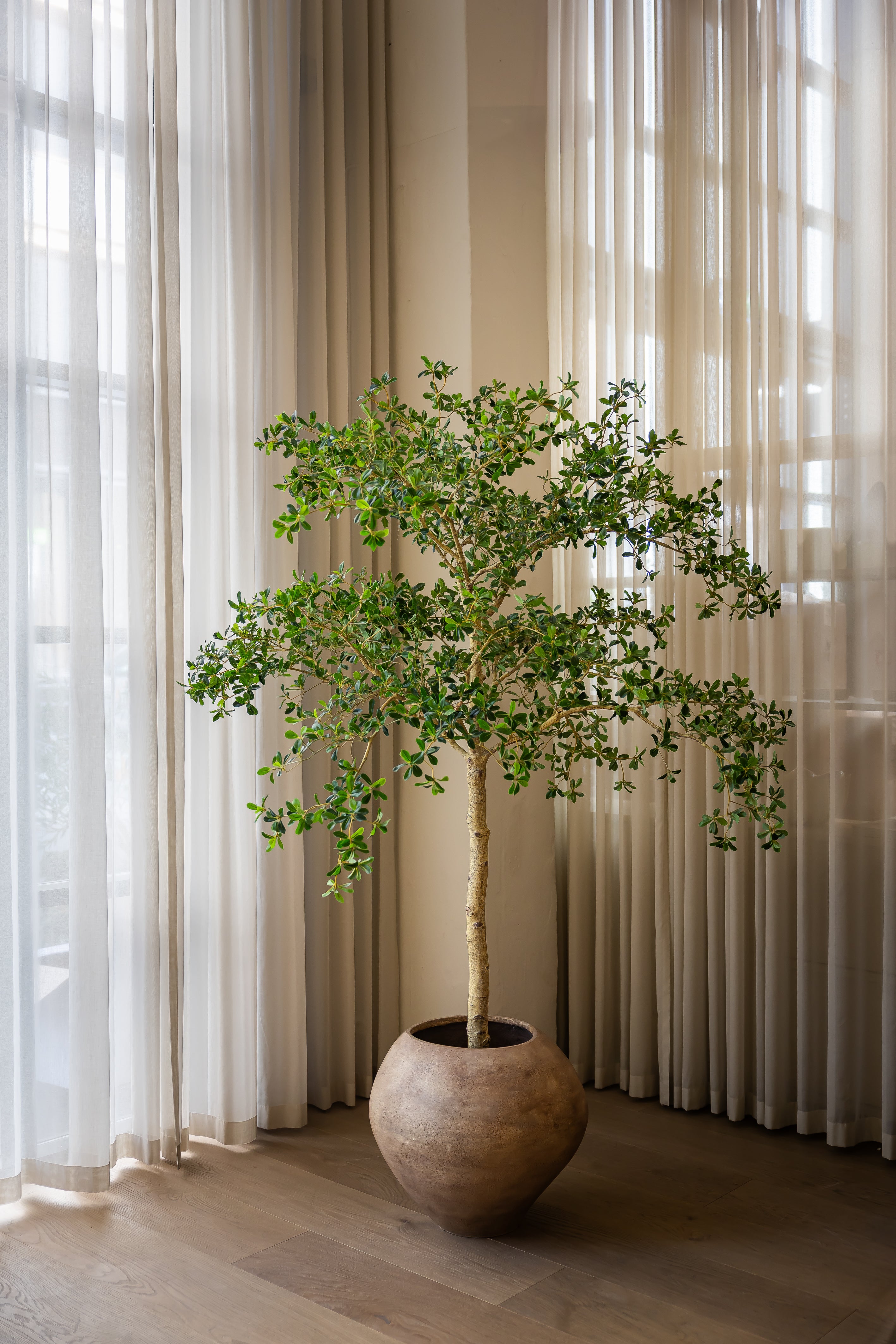 Kumo Saka 210